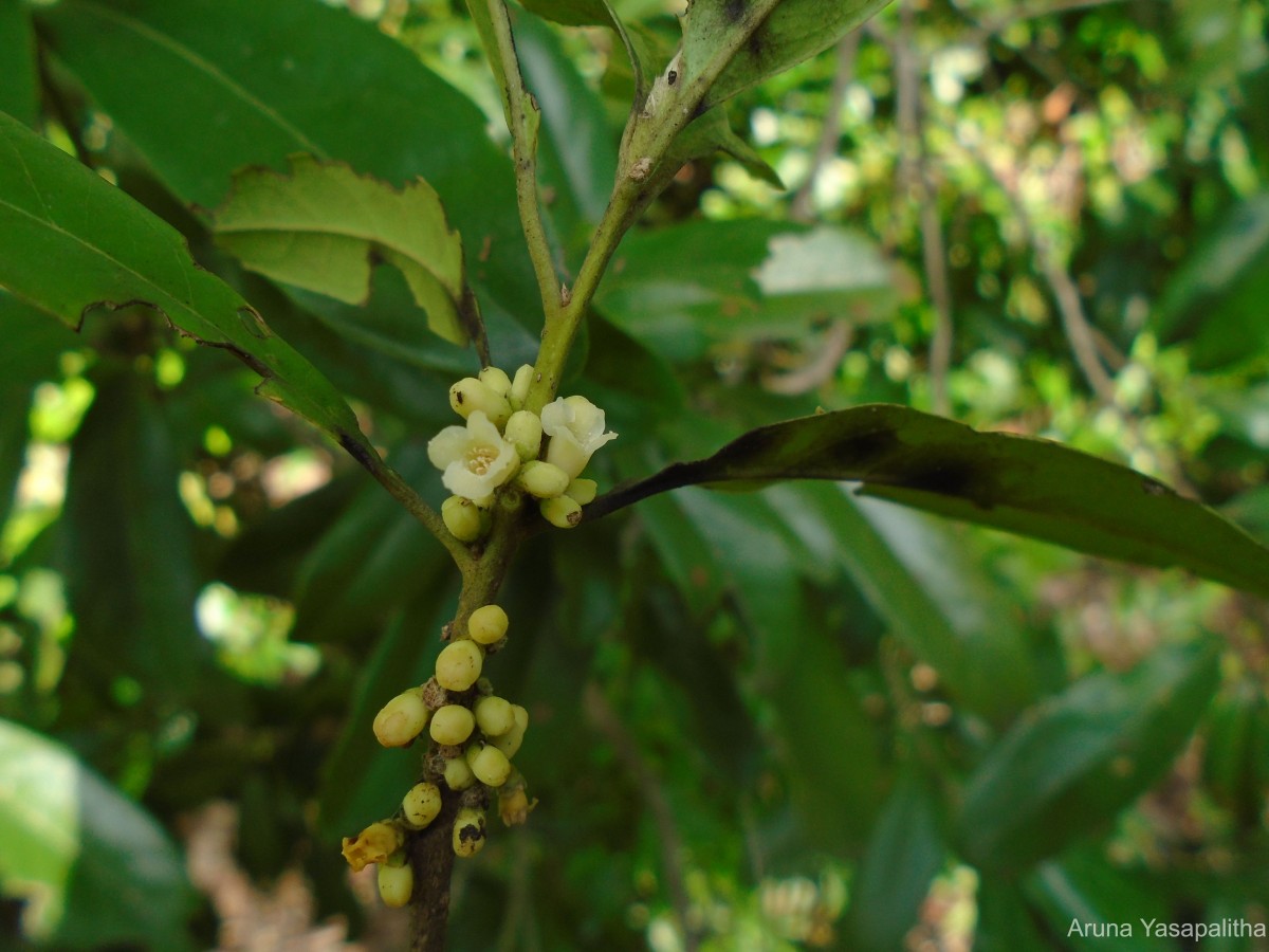 Diospyros ovalifolia Wight